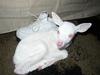 Albino moose