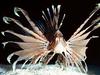 lionfish