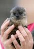 baby rock hyrax