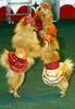 Dancing Dogs