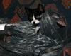 Dickey in plastic 3