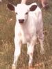 White Calf