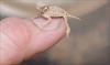 Horny toad