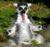 Tired Lemur
