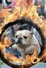 Fire dog