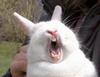 Big Yawn