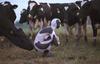 Cow performance