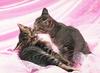 Sweet Kittens