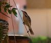 bird on a string (Spiny-cheeked Honeyeater)