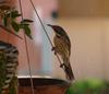 bird on a string (Spiny-cheeked Honeyeater)