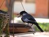 bird on  bath (Butcherbird)