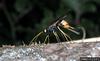 giant wood wasp (Urocerus gigas)