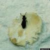 Sawtoothed Grain Beetle (Oryzaephilus surinamensis)