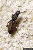 Sawtoothed Grain Beetle (Oryzaephilus surinamensis)