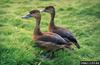 Lesser Whistling-duck (Dendrocygna javanica)