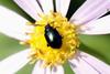 Gastrophysa atrocyanea (Leaf Beetle)