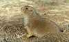 Black-Tailed Prairie Dog (Cynomys ludovicianus)006