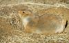 Black-Tailed Prairie Dog (Cynomys ludovicianus)016