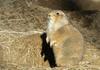 Black-Tailed Prairie Dog (Cynomys ludovicianus)028