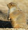 Black-Tailed Prairie Dog (Cynomys ludovicianus)033
