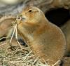 Black-Tailed Prairie Dog (Cynomys ludovicianus)036