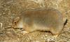 Black-Tailed Prairie Dog (Cynomys ludovicianus)052