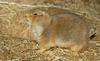 Black-Tailed Prairie Dog (Cynomys ludovicianus)056