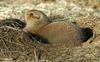 Black-Tailed Prairie Dog (Cynomys ludovicianus)096