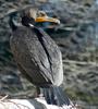 Double Crested Cormorant (Phalacrocorax auritus)08732