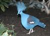 Scheepmaker's crowned pigeon (Goura scheepmakeri)2864