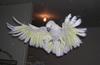 Cockatoo in flight