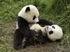 Playful Pandas