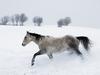 Winter Run horse