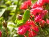 Green Grasshopper