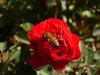 Bee at work