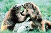 Olympic Marmots