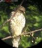 ! backyard Red-shouldered Hawk 2004