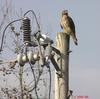 ! front yard Red-shouldered Hawk 2006