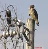 ! front yard Red-shouldered Hawk 2006
