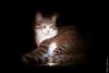 Pretty cat