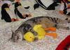 Pretty cat