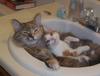 Pretty cats