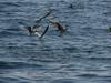 Seaguls competing for food