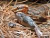 Eastern Cottonmouth  (Agkistrodon piscivorus piscivorus) 107