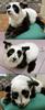 Cute Panda Dog