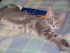 Googie The Kitten