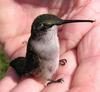imm. male R.T. Hummingbird