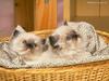 Cute Kittens