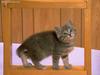 Cute Kitten