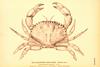 Pacific Rock Crab (Cancer antennarius)